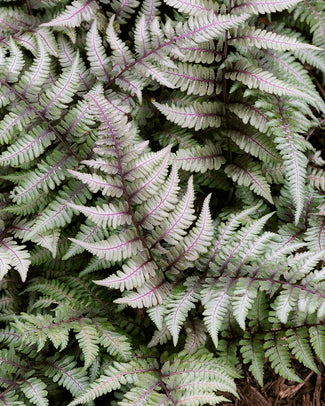 Athyrium bare roots