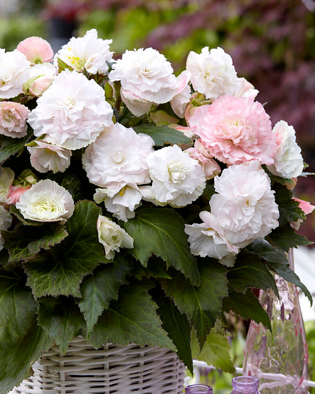 Begonia 'Wummi Apfelblüte'