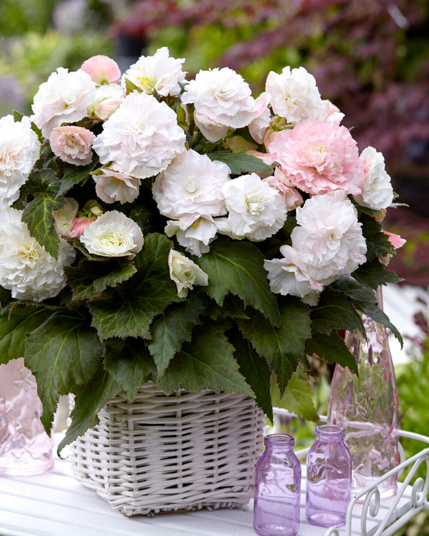 Begonia 'Wummi Apfelblüte'