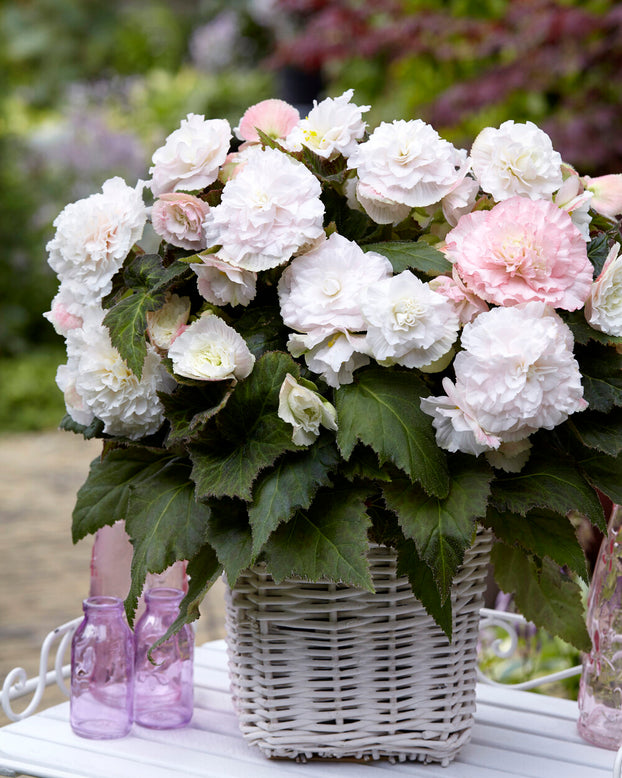 Begonia 'Wummi Apfelblüte'