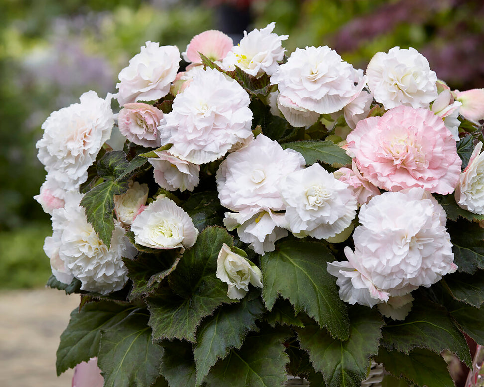 Begonia 'Wummi Apfelblüte'