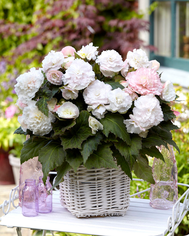 Begonia 'Wummi Apfelblüte'