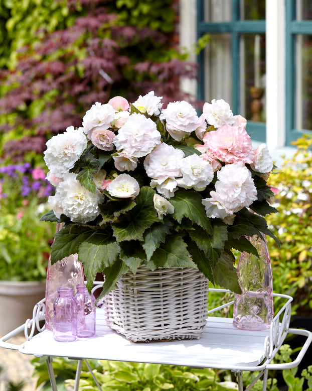 Begonia 'Wummi Apfelblüte'