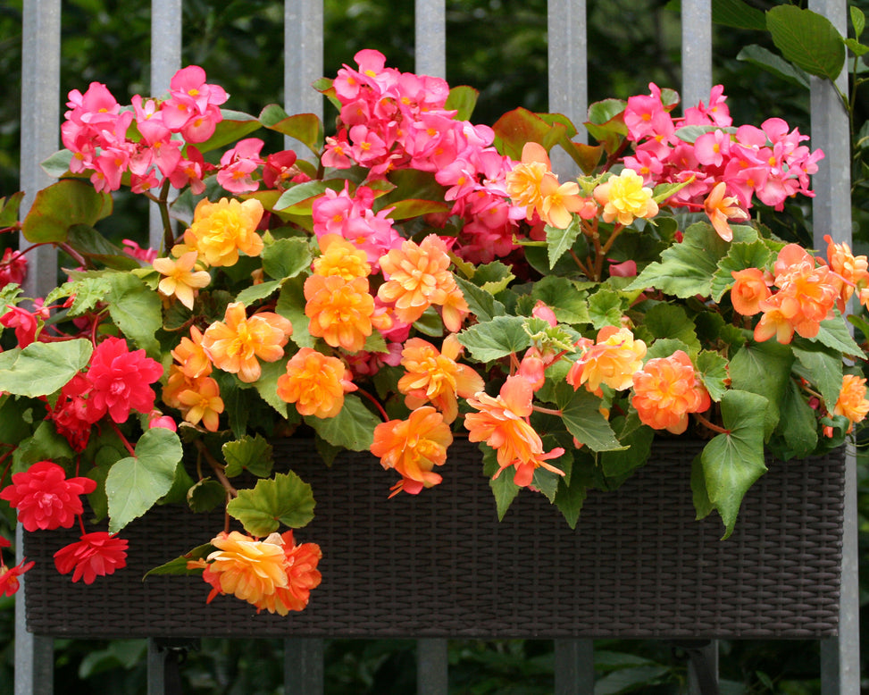 Begonia 'Illumination Apricot'