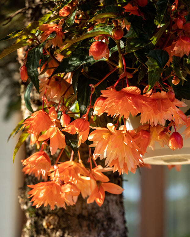 Begonia 'Illumination Orange'