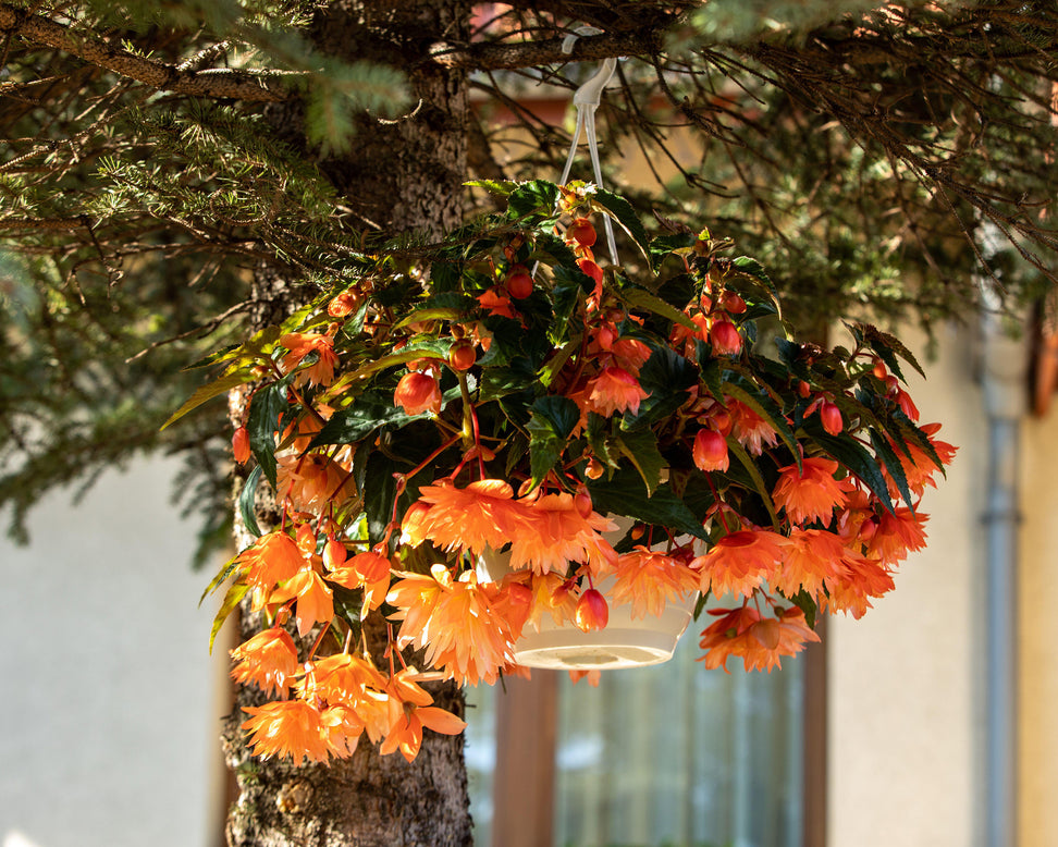 Begonia 'Illumination Orange'