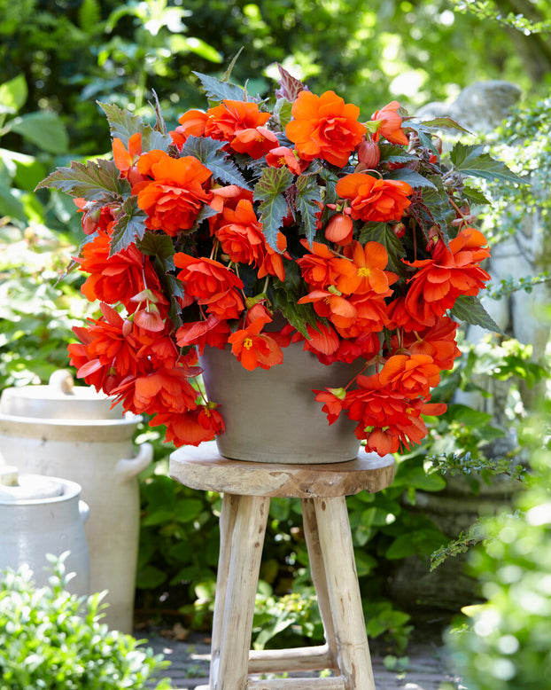 Begonia 'Illumination Orange'