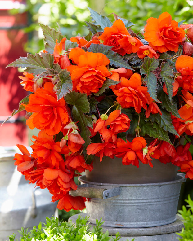 Begonia 'Illumination Orange'