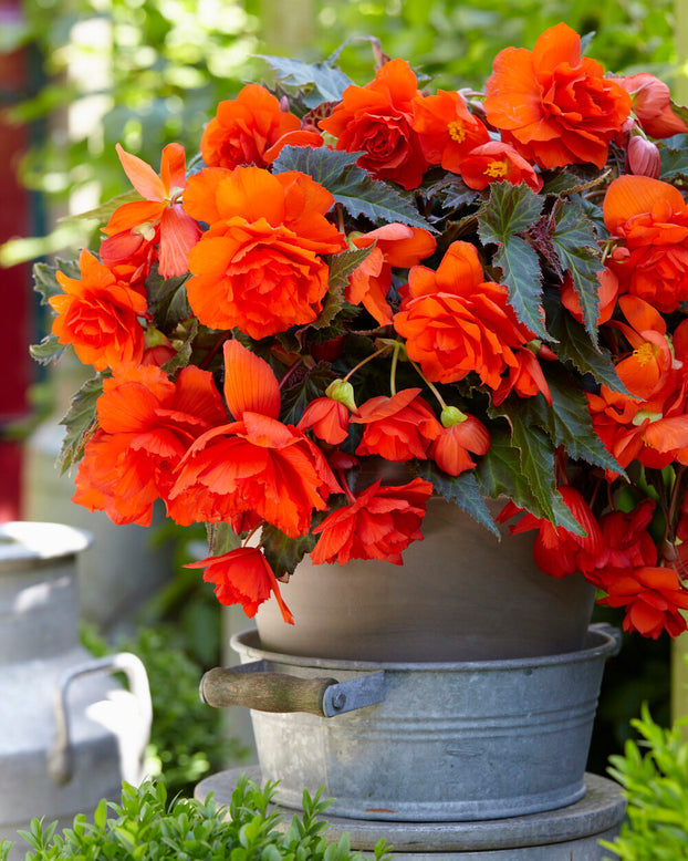 Begonia 'Illumination Orange'