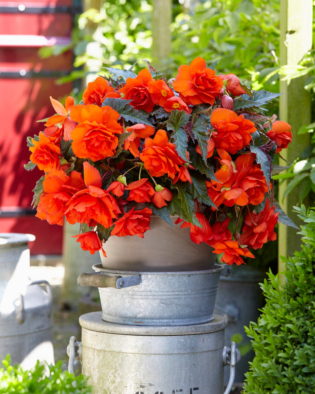 Begonia 'Illumination Orange'