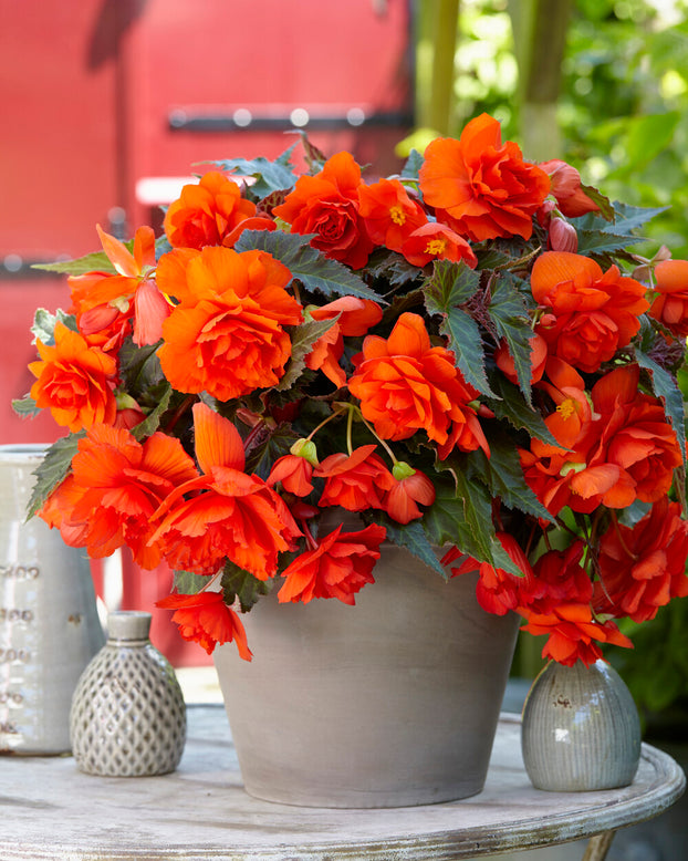 Begonia 'Illumination Orange'