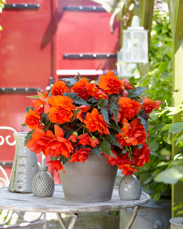 Begonia 'Illumination Orange'