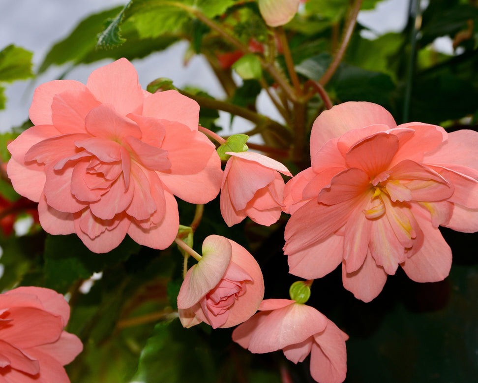 Begonia 'Illumination Salmon Pink'