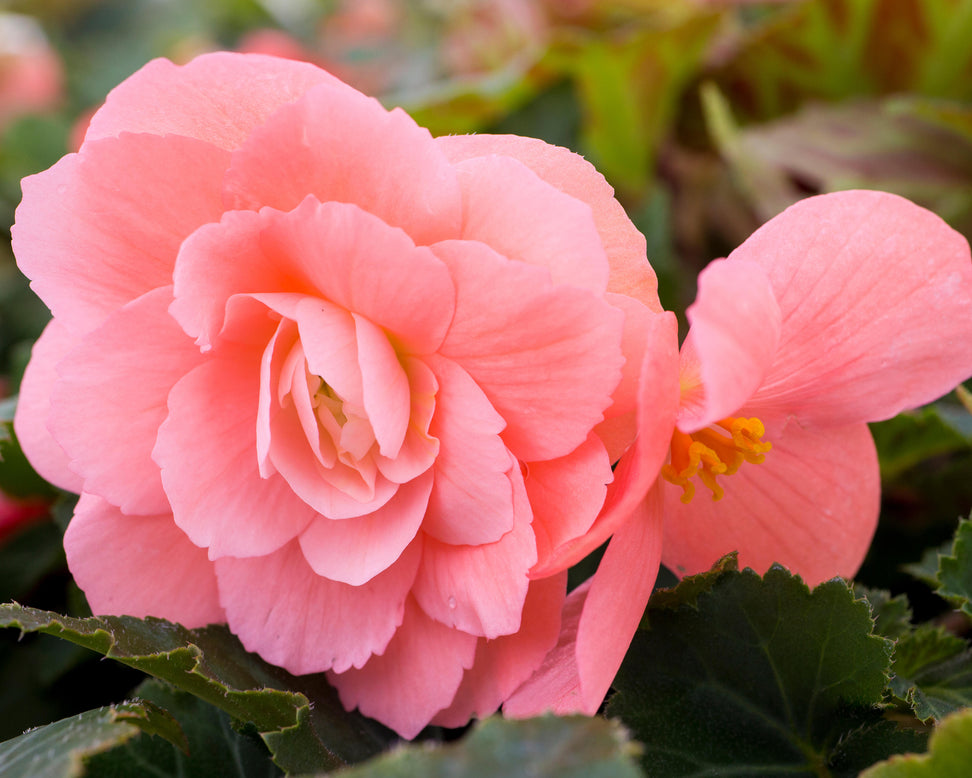 Begonia 'Illumination Salmon Pink'