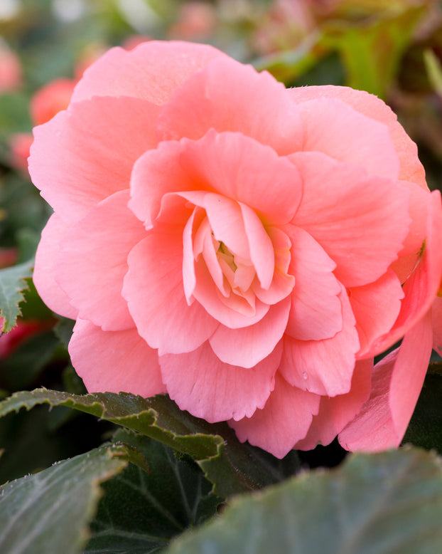 Begonia 'Illumination Salmon Pink'