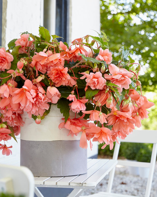 Begonia 'Illumination Salmon Pink'