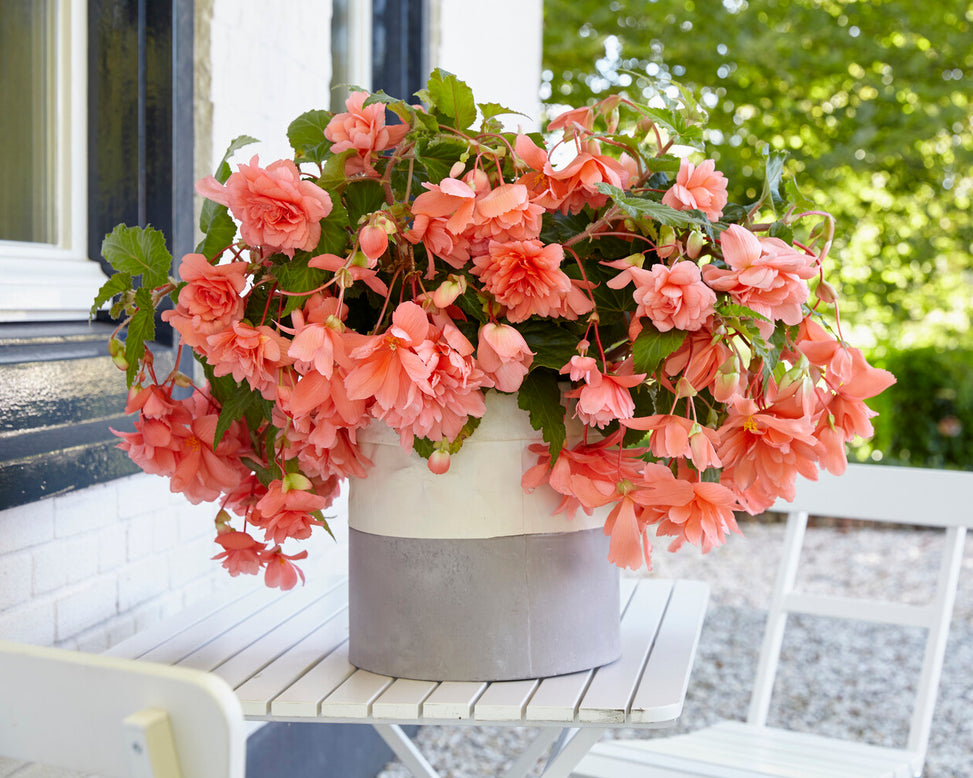 Begonia 'Illumination Salmon Pink'