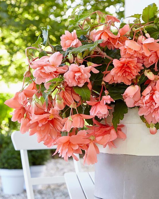 Begonia 'Illumination Salmon Pink'