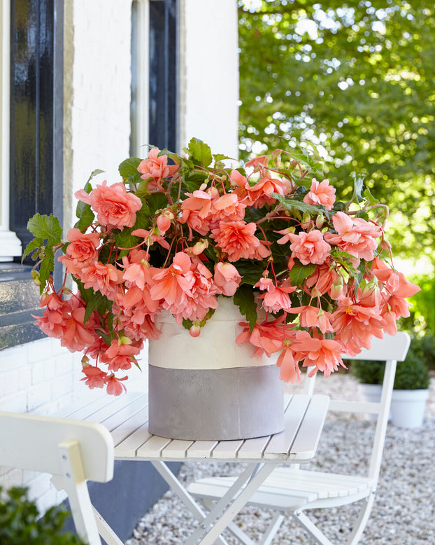 Begonia 'Illumination Salmon Pink'