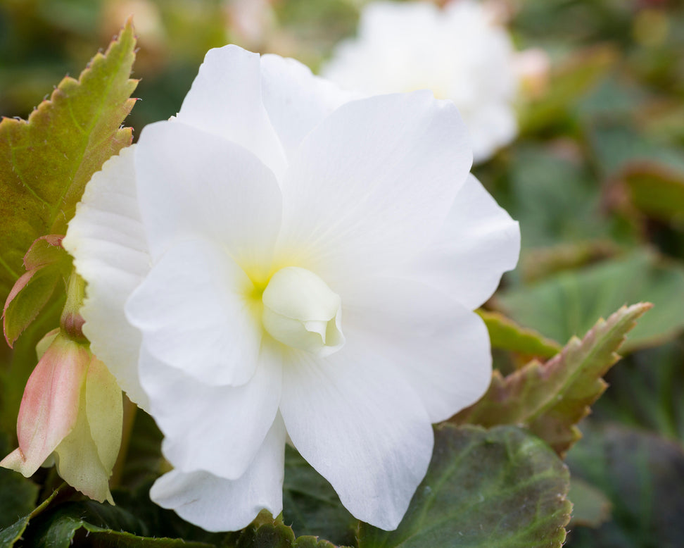 Begonia 'Illumination White'