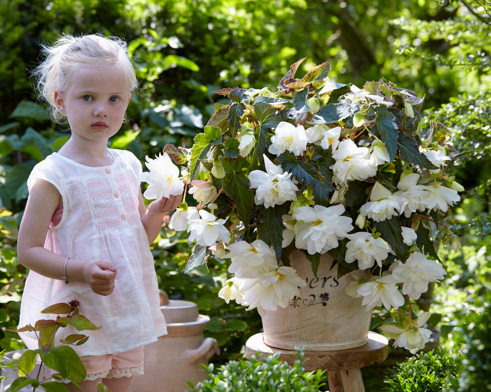 Begonia 'Illumination White'