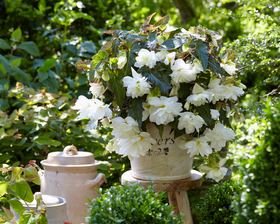 Begonia 'Illumination White'