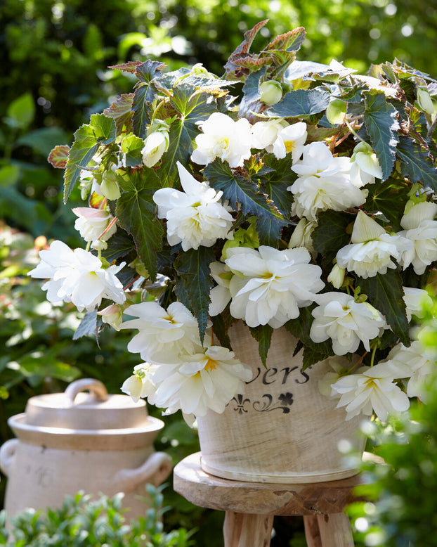 Begonia 'Illumination White'