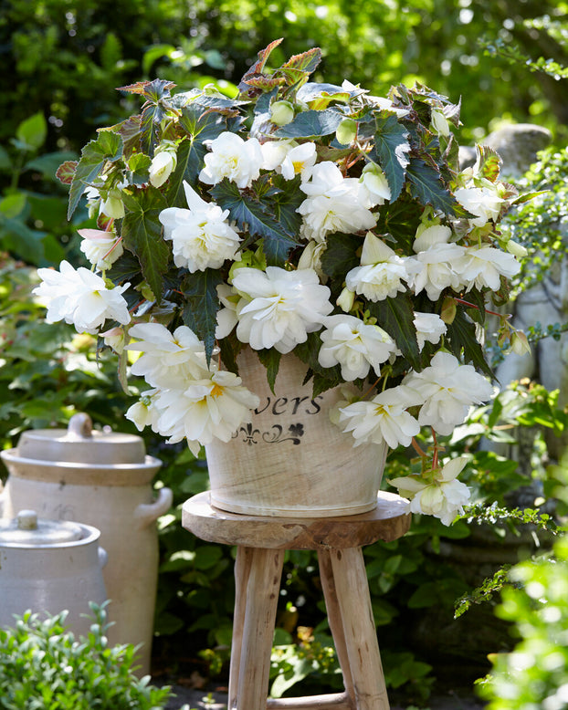 Begonia 'Illumination White'