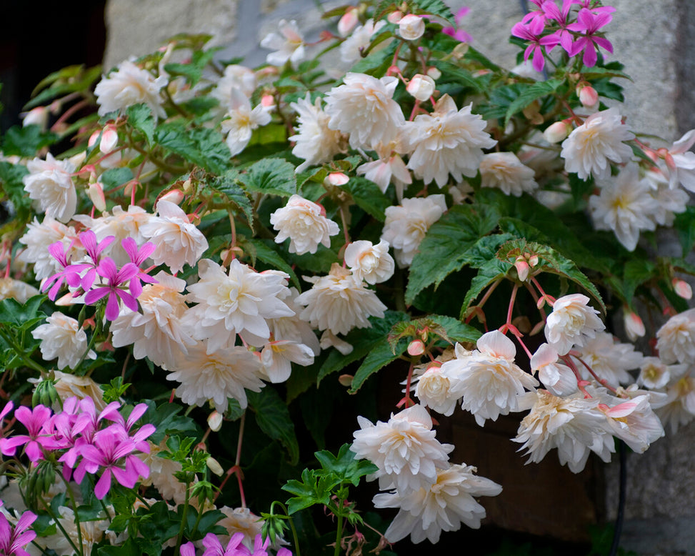 Begonia 'Illumination White'