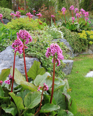 Bergenia bare roots