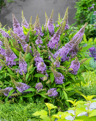 Buddleja 'Little Lila'