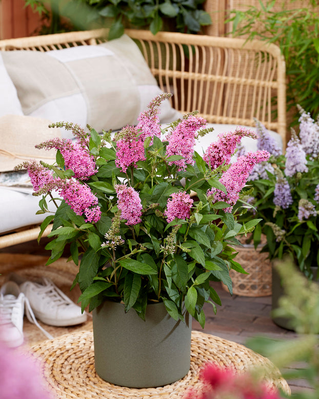 Buddleja 'Little Pink'