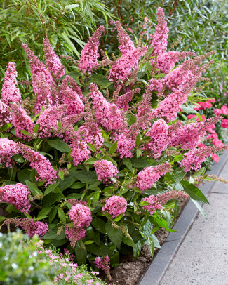 Buddleja 'Little Pink'