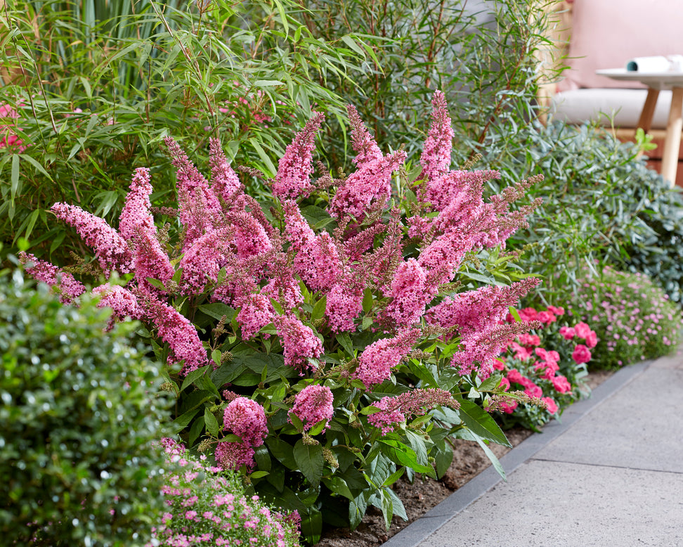 Buddleja 'Little Pink'