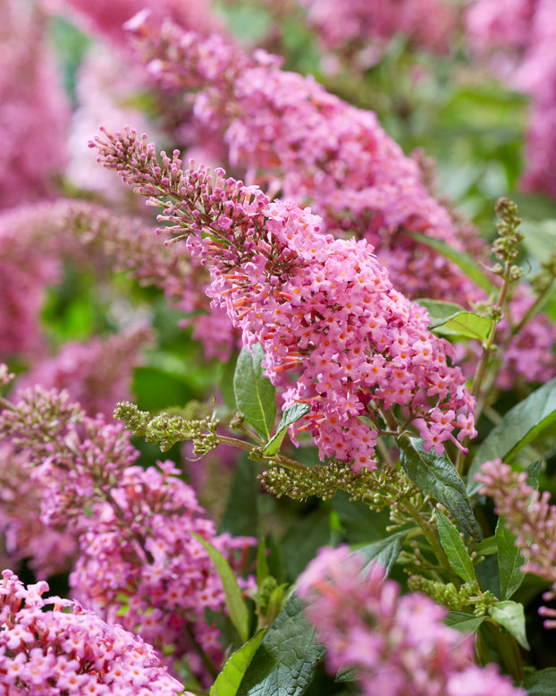 Buddleja 'Little Pink'