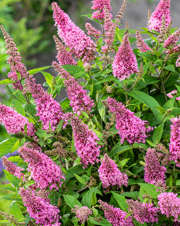 Buddleja 'Little Pink'