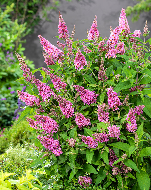 Buddleja 'Little Pink'