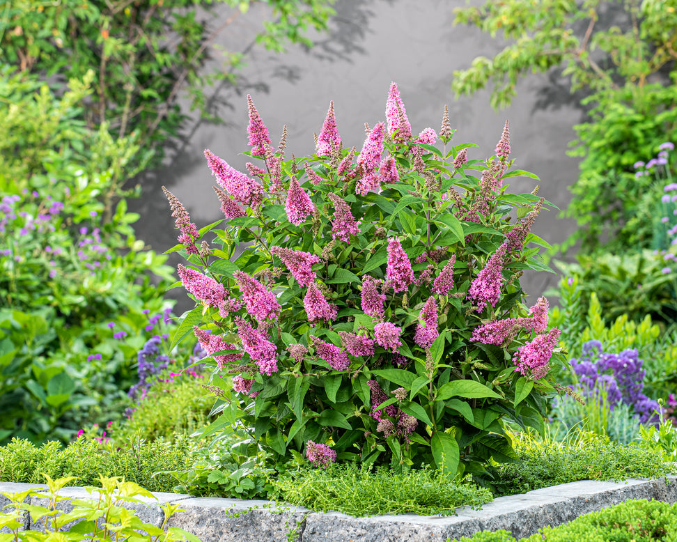 Buddleja 'Little Pink'