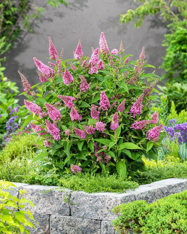 Buddleja 'Little Pink'