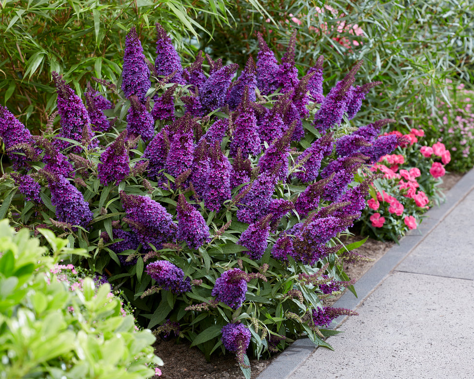 Buddleja 'Little Purple'