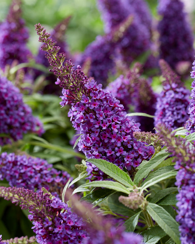 Buddleja 'Little Purple'