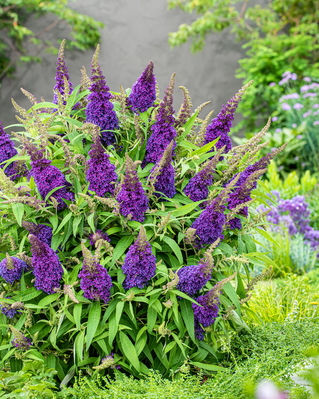 Buddleja 'Little Purple'