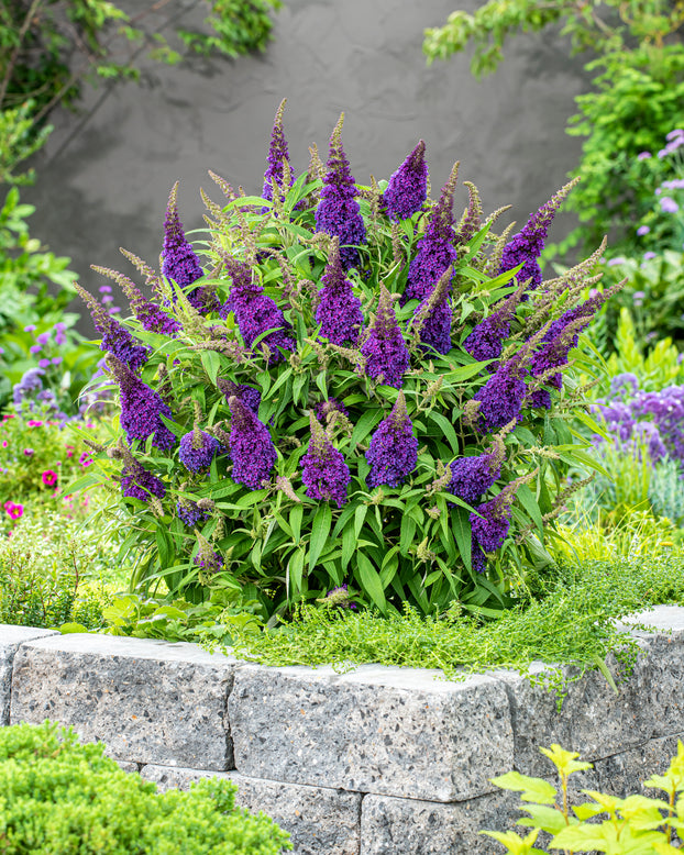 Buddleja 'Little Purple'