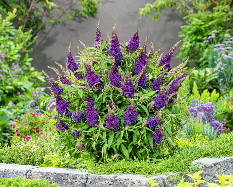 Buddleja 'Little Purple'