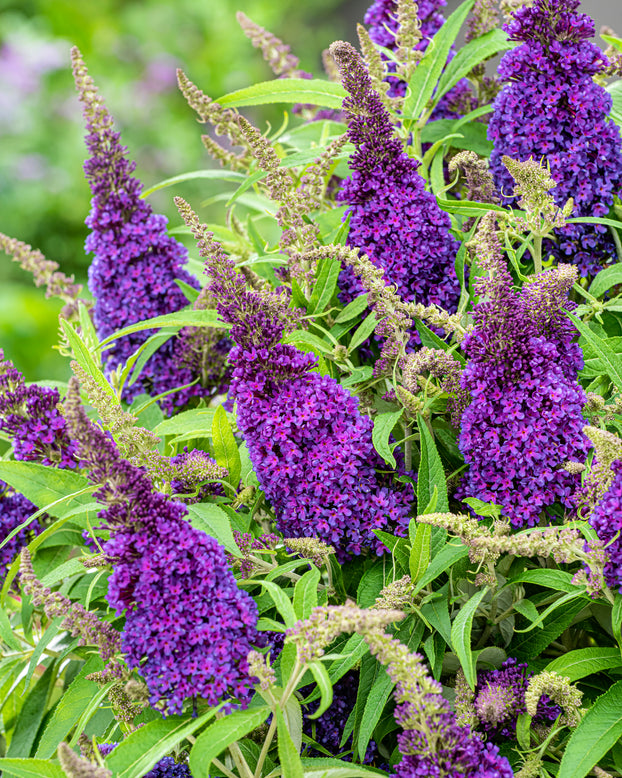 Buddleja 'Little Purple'