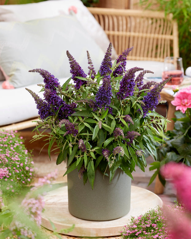 Buddleja 'Little Purple'