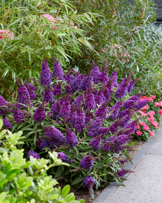 Buddleja 'Little Purple'