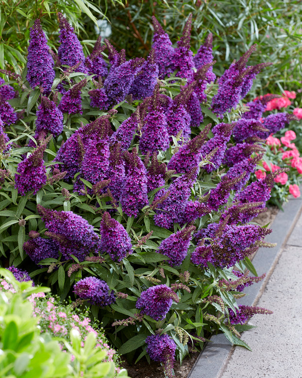 Buddleja 'Little Purple'