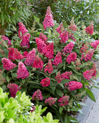 Buddleja 'Little Ruby'