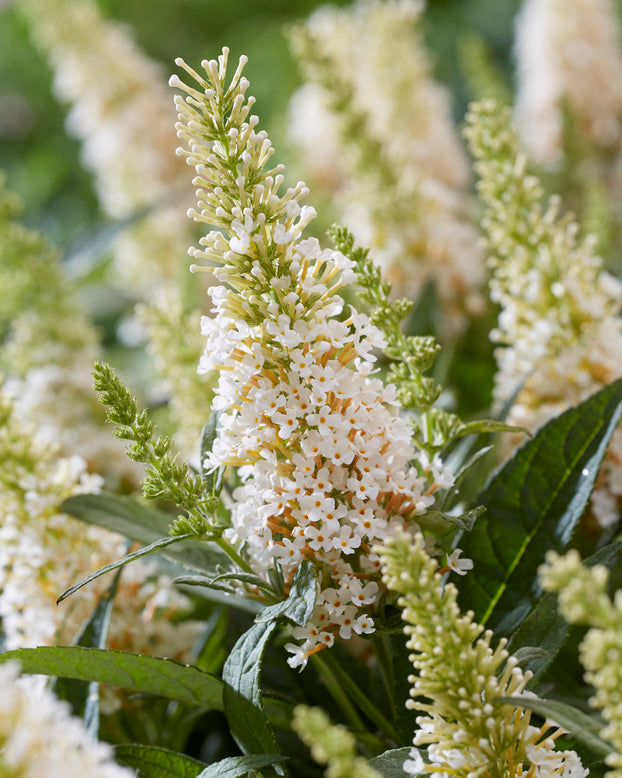 Buddleja 'Little White'